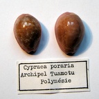 Cypraea (Erosaria) poraria tuamotu